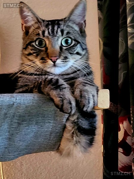 Camillo — Hauskatze ♂, Vermisst seit 04.10.2025, Bünzen (AG)