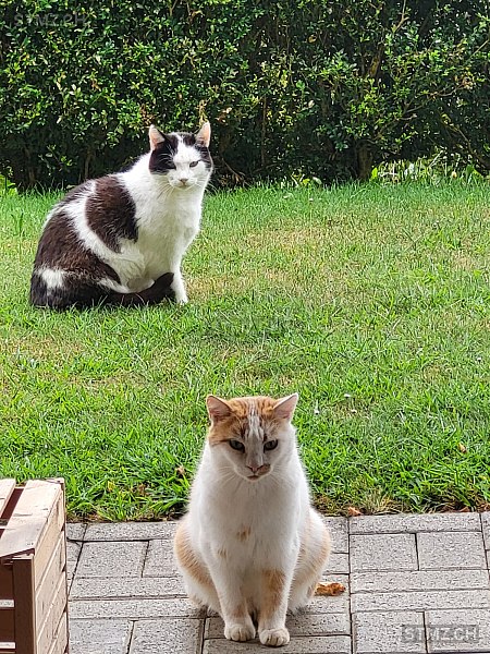 Majkl — Hauskatze ♂, Vermisst seit 03.10.2025, Rüti bei Lyssach (BE)