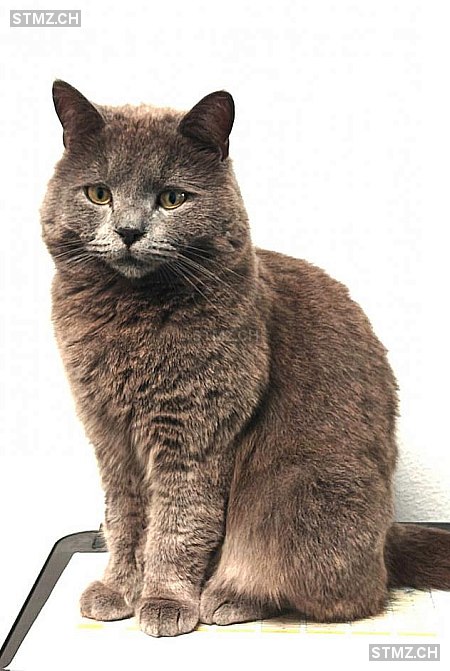 Albus — Hauskatze ♂, Vermisst seit 28.07.2025, Savagnier (NE)