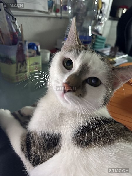 Coco — Hauskatze ♀, Vermisst seit 06.10.2025, Schongau (LU)