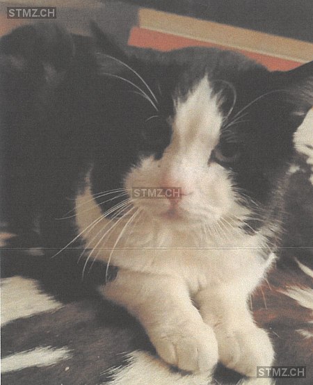 Pablo — Hauskatze ♂, Vermisst seit 28.09.2025, Geroldswil (ZH)