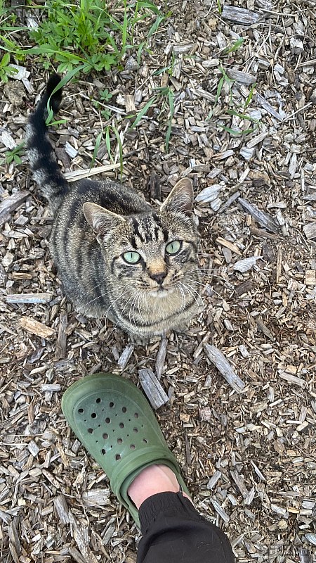 Tina — Hauskatze ♀, Vermisst seit 19.09.2025, Humlikon (ZH)