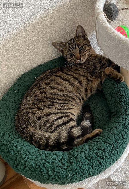 Findus — Hauskatze ♂, Vermisst seit 02.10.2025, Humlikon (ZH)