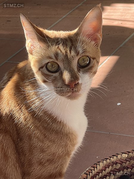 Magnus — Hauskatze ♂, Vermisst seit 06.10.2025, Kreuzlingen (TG)