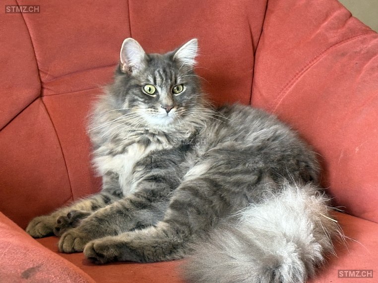 Demon — Hauskatze ♂, Vermisst seit 07.10.2025, Corcelles-près-Payerne (VD)