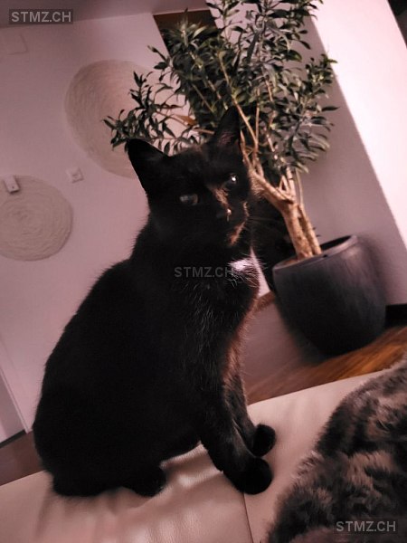 Mancha — Hauskatze ♀, Vermisst seit 04.10.2025, Rorschacherberg (SG)