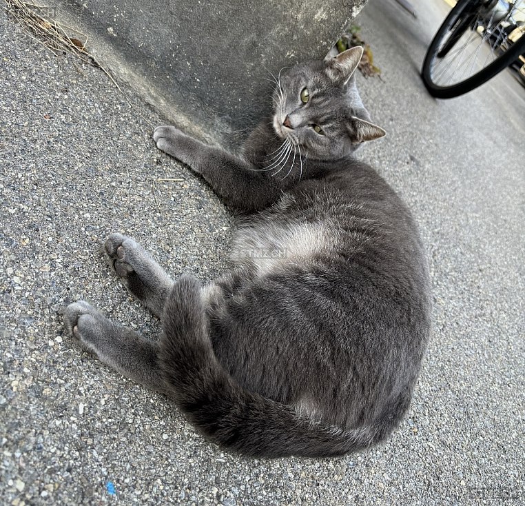 Mimo — Hauskatze ♂, Vermisst seit 05.10.2025, Bern (BE)