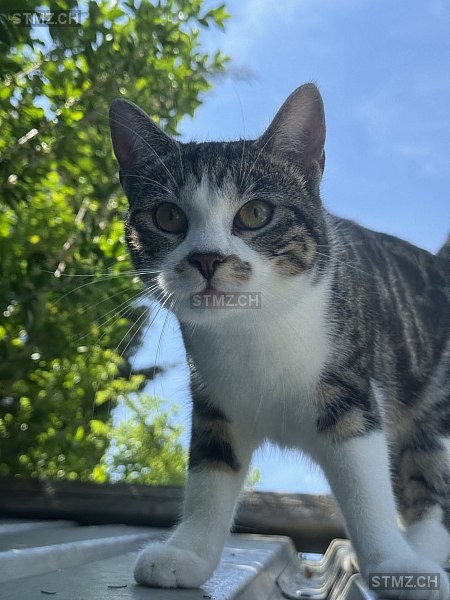 Olivia — Hauskatze ♀, Vermisst seit 23.06.2025, Oftringen (AG)