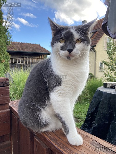 Misou — Katze ♂, Vermisst seit 09.10.2025, Döttingen (AG)