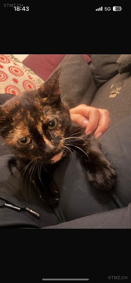 Enola — Hauskatze ♀, Vermisst seit 08.10.2025, Luzern (LU)