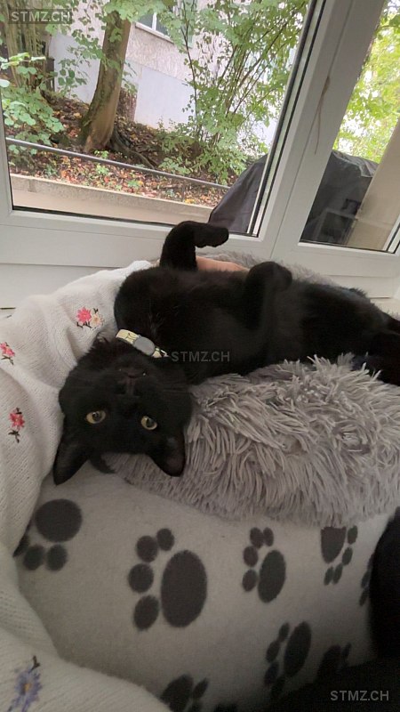 Mico — Hauskatze ♂, Vermisst seit 08.10.2025, Bern (BE)