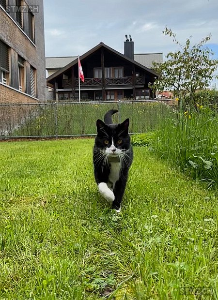 Mani — Hauskatze ♂, Vermisst seit 09.10.2025, Willerzell (SZ)