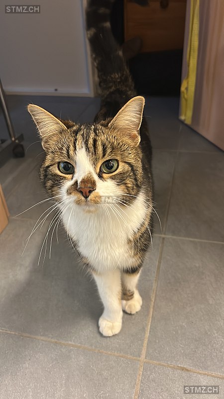 Peppino — Hauskatze ♂, Vermisst seit 03.10.2025, Suhr (AG)