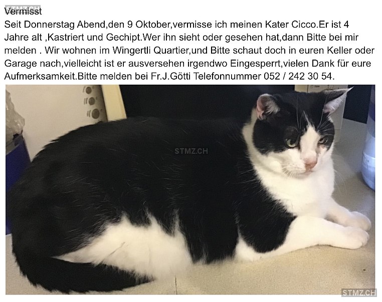 Cicco — Hauskatze ♂, Vermisst seit 09.10.2025, Winterthur (ZH)