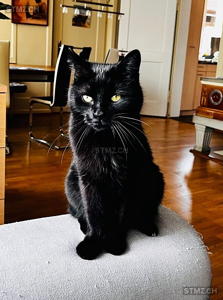 Pünktli — Hauskatze ♂, Vermisst seit 05.10.2025, Benglen (ZH)