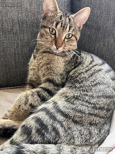 Nala — Hauskatze ♀, Vermisst seit 08.10.2025, Zürich (ZH)