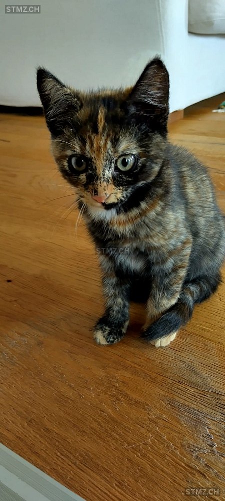 Naira — Hauskatze ♀, Vermisst seit 08.10.2025, Grenchen (SO)