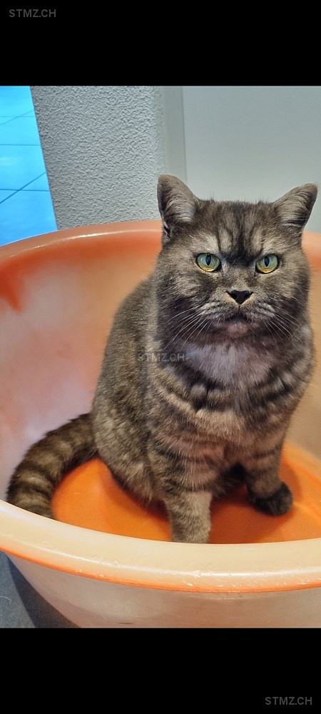 Carlos — British Kurzhaar ♂, Vermisst seit 10.10.2025, Grafenried (BE)