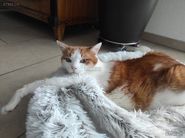 Timo — Hauskatze ♂, Vermisst seit 09.10.2025, Rapperswil BE (BE)