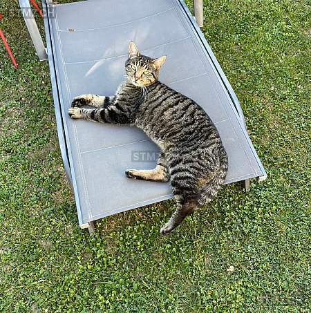 Niki — British Kurzhaar ♂, Vermisst seit 06.10.2025, Allschwil (BL)