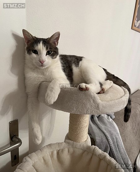 Grey — Hauskatze ♂, Vermisst seit 10.10.2025, Dietikon (ZH)