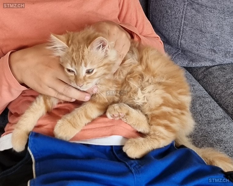 Tikaani — Hauskatze ♀, Vermisst seit 12.10.2025, Wildhaus (SG)