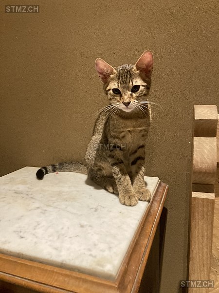 Samira — Hauskatze ♀, Vermisst seit 10.10.2025, Uerkheim (AG)