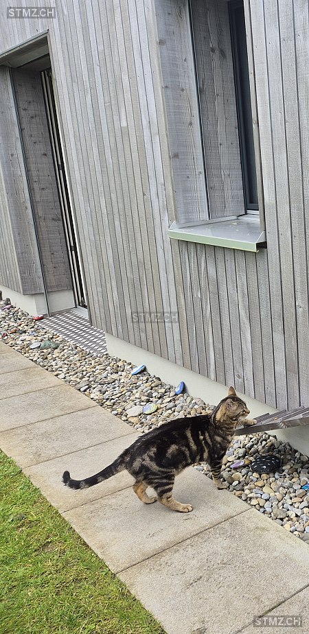 Nino — Hauskatze ♂, Vermisst seit 10.10.2025, Schöftland (AG)