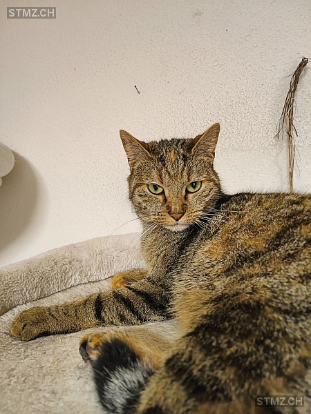 Nina — Hauskatze ♀, Vermisst seit 12.10.2025, Cheseaux-sur-Lausanne (VD)