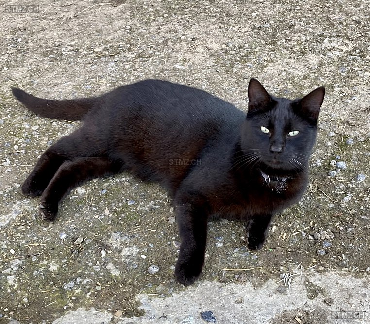 Balou — Hauskatze ♂, Vermisst seit 03.10.2025, Märwil (TG)