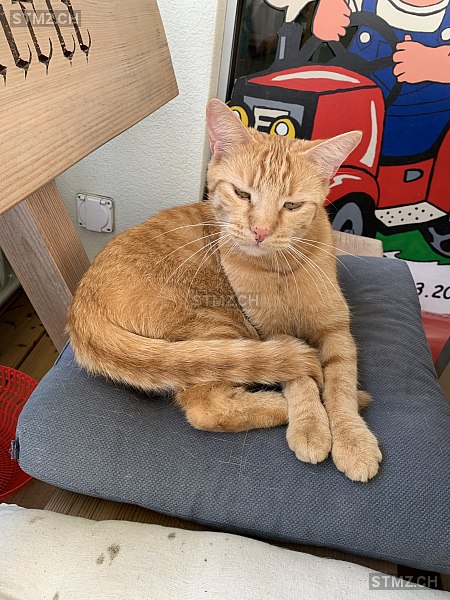 Esoka — Hauskatze ♀, Vermisst seit 07.10.2025, Baar (ZG)