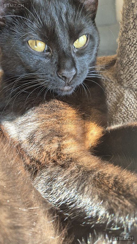 Neo — Hauskatze ♂, Vermisst seit 02.10.2025, Widnau (SG)