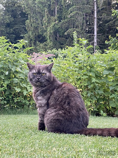 Carlos — British Kurzhaar ♂, Vermisst seit 10.10.2025, Grafenried (BE)