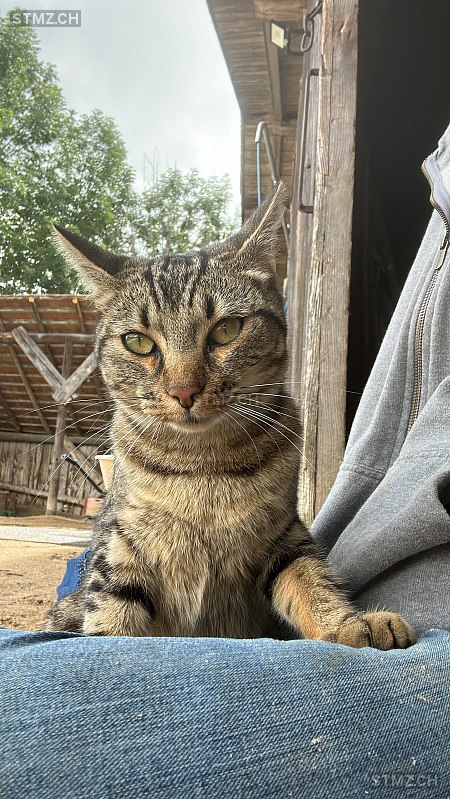 Héra — Hauskatze ♀, Vermisst seit 04.10.2025, Le Noirmont (JU)