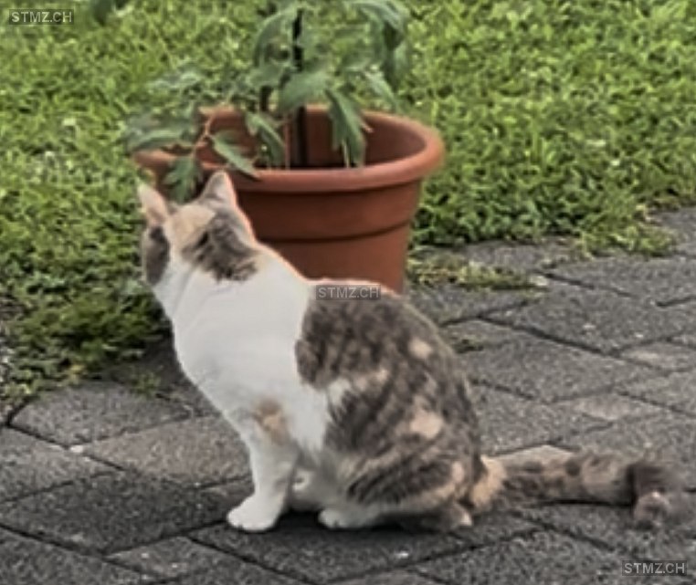Luna — Hauskatze ♀, Vermisst seit 05.10.2025, Schinznach Dorf (AG)