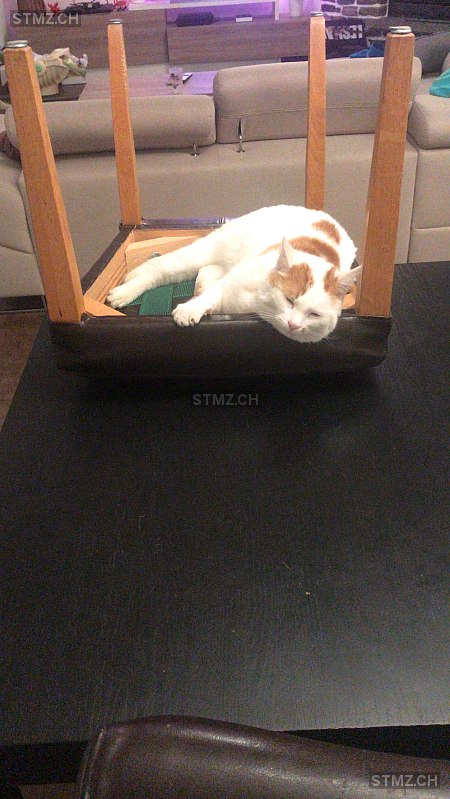 Swat — Hauskatze ♂, Vermisst seit 01.07.2025, Vernayaz (VS)