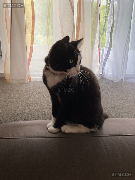 Oban — Hauskatze ♀, Vermisst seit 06.10.2025, Schöftland (AG)