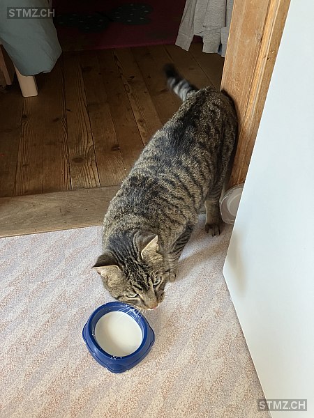 Jimmy — Hauskatze ♂, Vermisst seit 09.10.2025, Sevelen (SG)