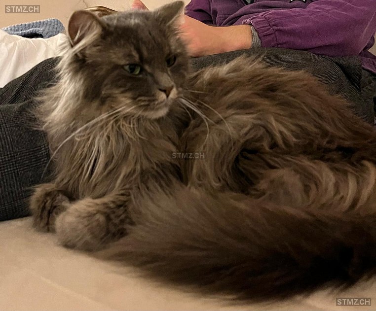 Maui — Hauskatze ♀, Vermisst seit 12.10.2025, Guntershausen bei Aadorf (TG)