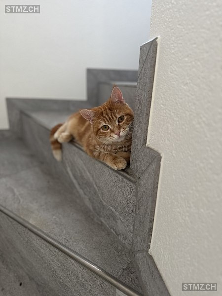 Lucy — Hauskatze ♀, Vermisst seit 13.10.2025, Spreitenbach (AG)
