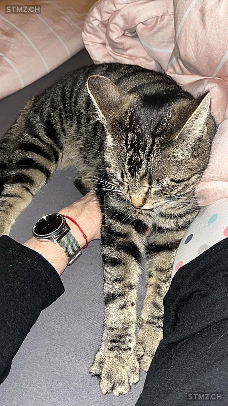 Mavi — Hauskatze ♂, Vermisst seit 11.10.2025, Bonaduz (GR)