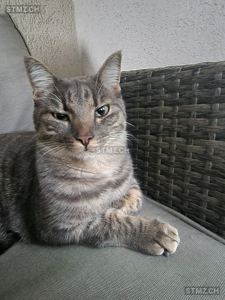 Bilbo — Hauskatze ♂, Vermisst seit 13.10.2025, Roggwil BE (BE)