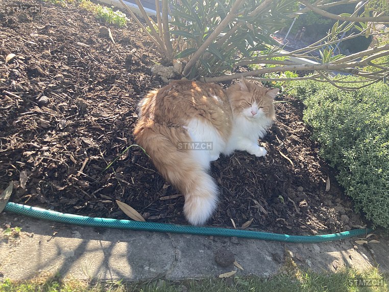 Kari (Caramel) — Türkisch Angora ♂, Vermisst seit 15.10.2025, Felsenau AG (AG)