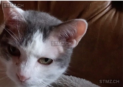 Vermisste Katzen #385156 — Katze ♂, Vermisst seit ?, Agarn (VS)