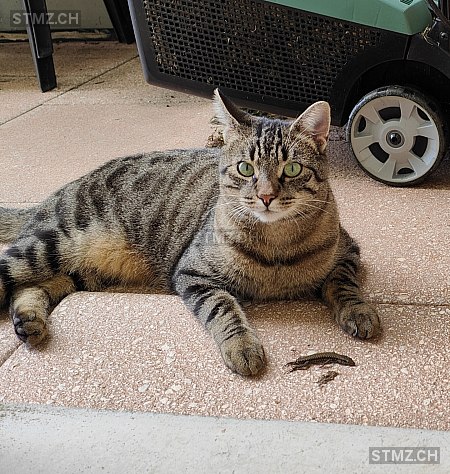 Simba — Hauskatze ♂, Vermisst seit 13.10.2025, Geuensee (LU)