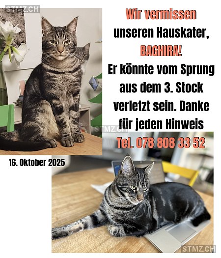 Baghira — Hauskatze ♂, Vermisst seit 16.10.2025, Zürich (ZH)