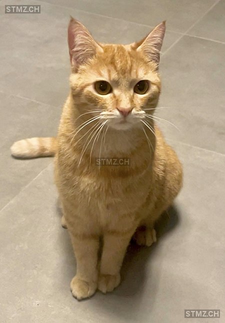 Chloe — Hauskatze ♀, Vermisst seit 30.09.2025, Lugaggia (TI)