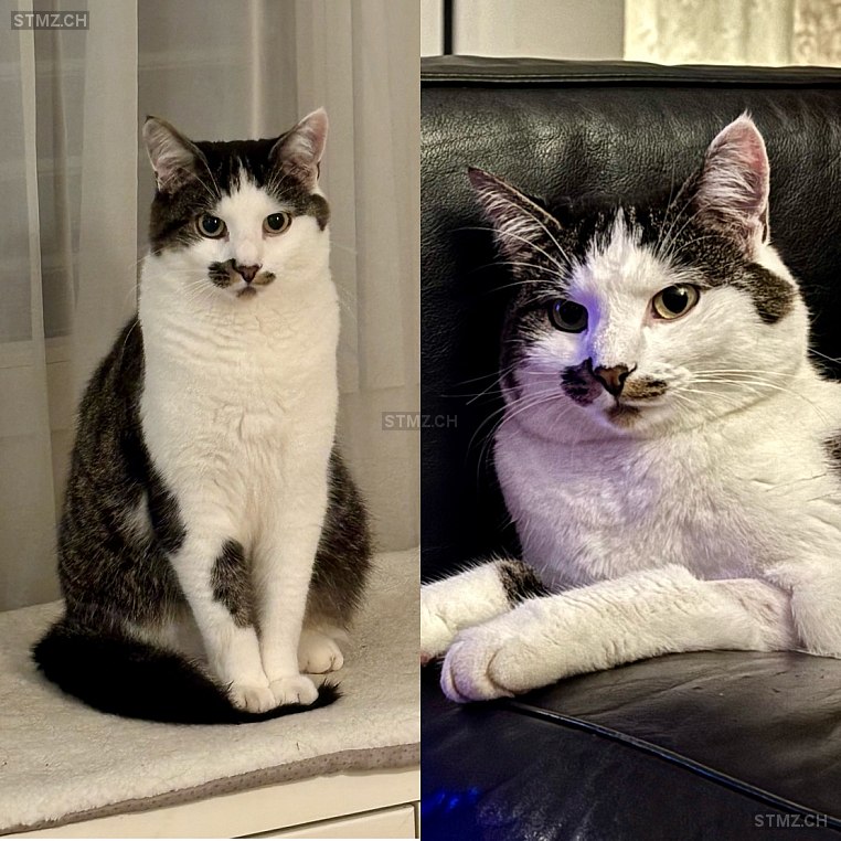 Lupin — Hauskatze ♂, Vermisst seit 15.10.2025, Pratteln (BL)