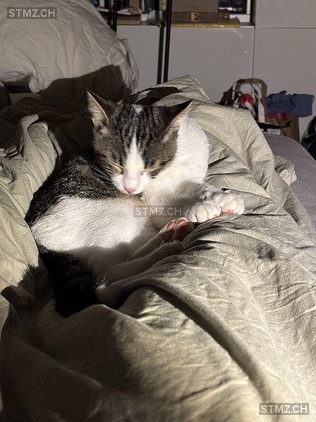 Panda — Hauskatze ♂, Vermisst seit 14.10.2025, Freienbach (SZ)