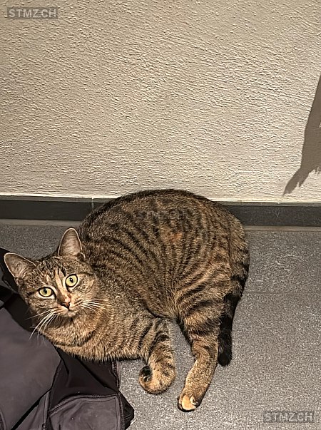 Luna — Hauskatze ♀, Vermisst seit 07.10.2025, Bolligen (BE)